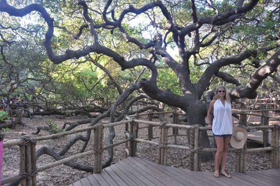 O tronco principal do maior cajueiro do mundo, em Pirangi - RN